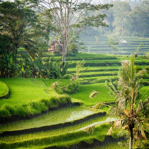  2 World Heritage Rice Terraces in South East Asia