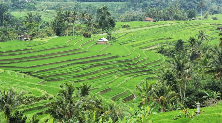 Cultural Landscape of Bali province - World Heritage Rice Terrace in South East Asia