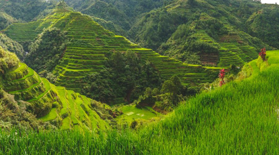 Rice Terraces of the Philippine Cordilleras - World Heritage Rice Terrace in South East Asia