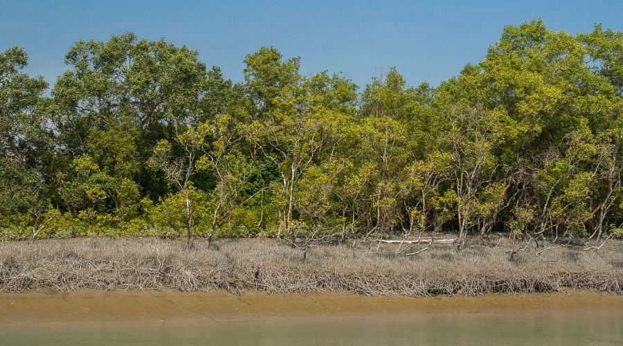 The Sundarbans - World Heritage Sites in Bangladesh