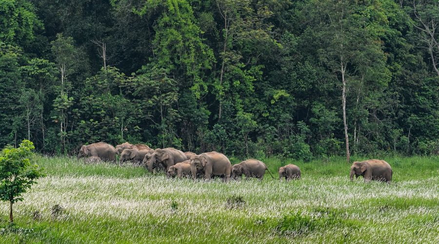 The Dong Phayayen-Khao Yai Forest Complex - World Heritage Sites in Thailand